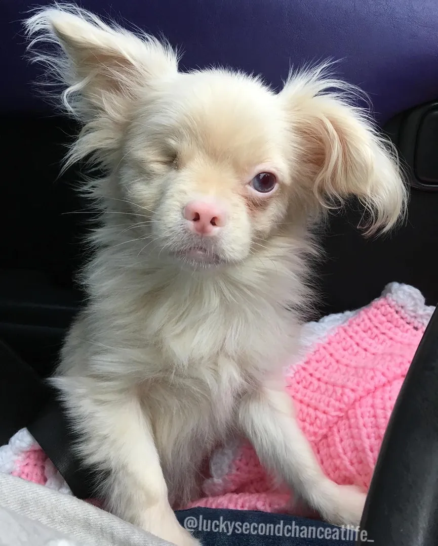 Un cachorro albino de 3 días no tenía ninguna posibilidad de sobrevivir ...