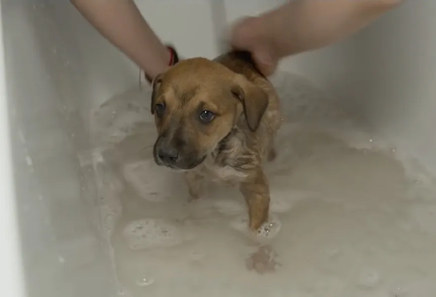 4 Puppies Found In A Box Next To The Highway Get The Owners They Deserve 4