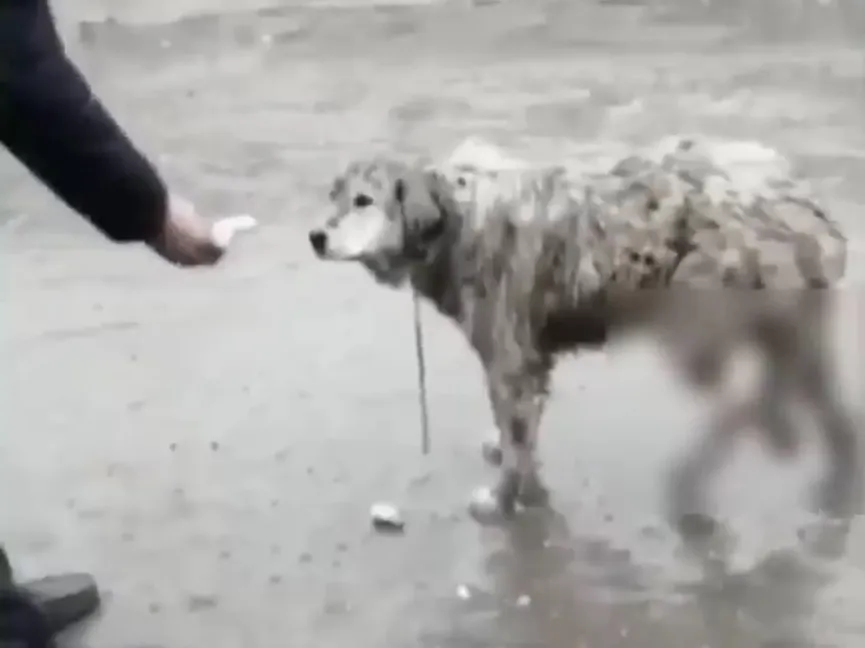 Achtergelaten hond met zware verwondingen krijgt eindelijk een thuis dat ze verdient 3a