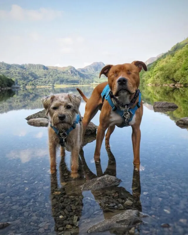 Blind Dog Finds A Guide And They Are Best Friends For Life 5