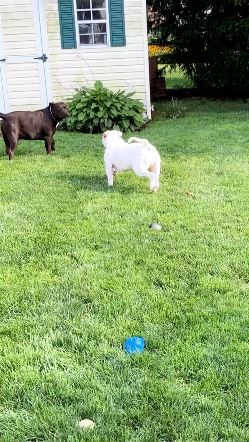 Blinde puppy werd bijna ingeslapen, maar een man met een goed hart voorkwam dat 4