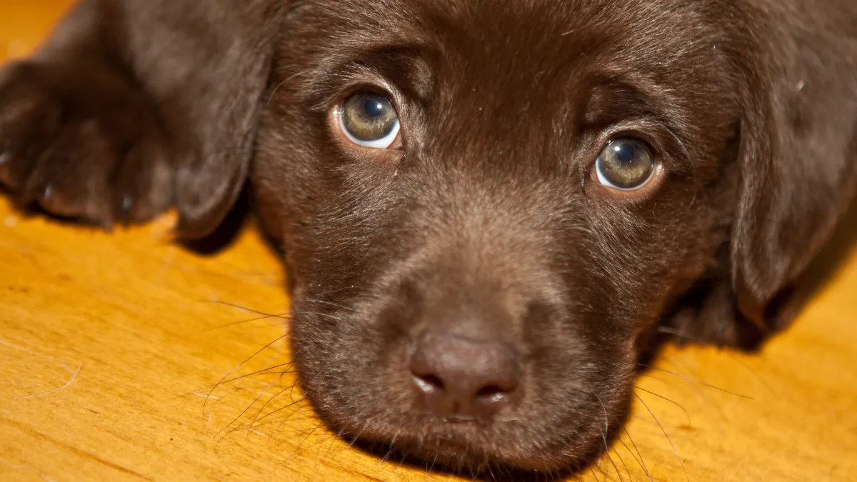 Cachorro de labrador marrón observa peces y se roba el corazón de todos