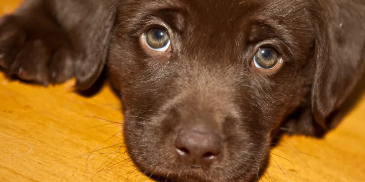 Bruine Labrador Puppy observeert vissen en steelt de harten van iedereen 1