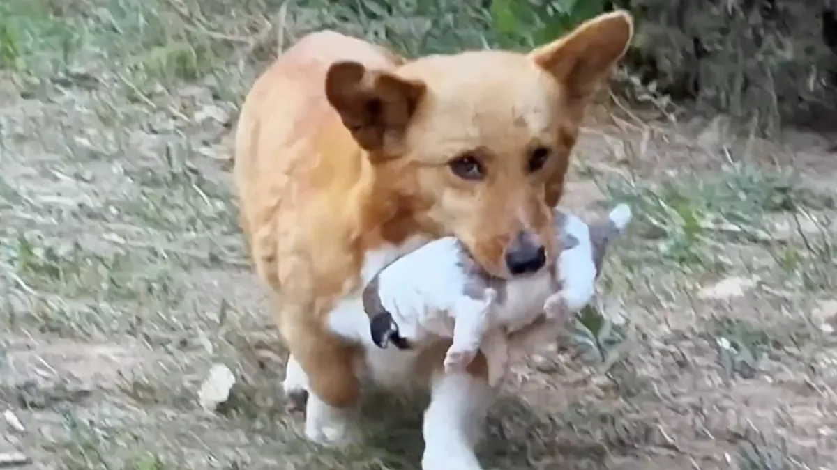 Caring Mother Dog Brings Puppy To A Man And Begs For Help 1