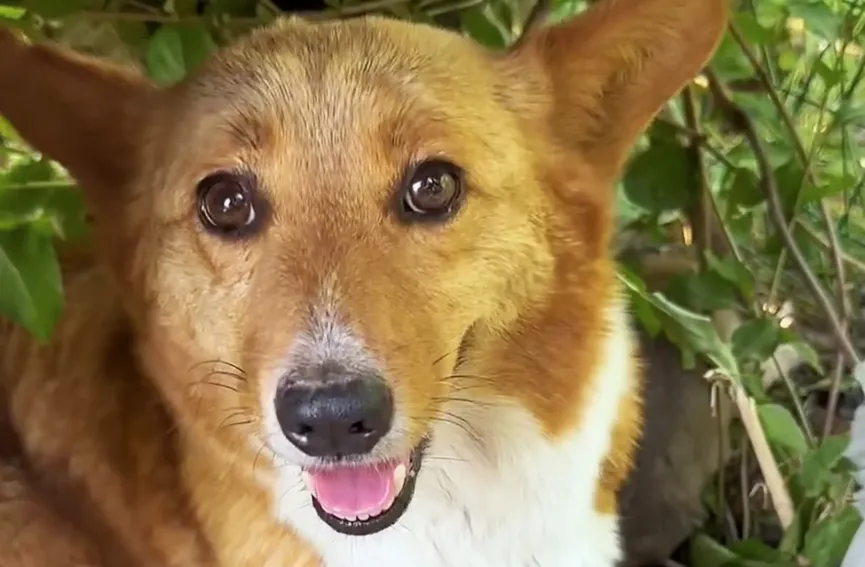 Caring Mother Dog Brings Puppy To A Man And Begs For Help 5