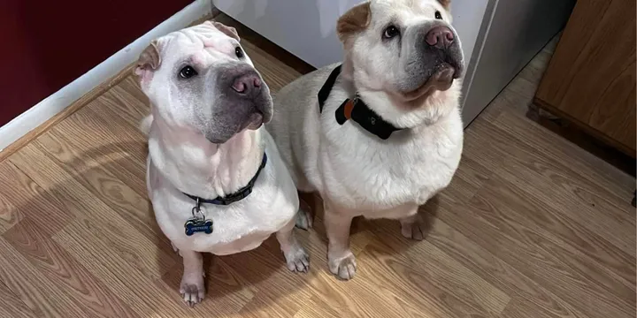 Couple adopts shelter dog and discovers he is their dog's long-lost brother 1