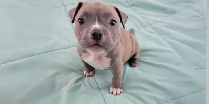 Deformed puppy relinquished to shelter by breeder is happy and healthy 1b