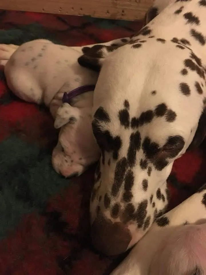 Dierenarts zegt dat dalmatiër 3 puppy's krijgt, maar hond bevalt van 18 pups 2-resized