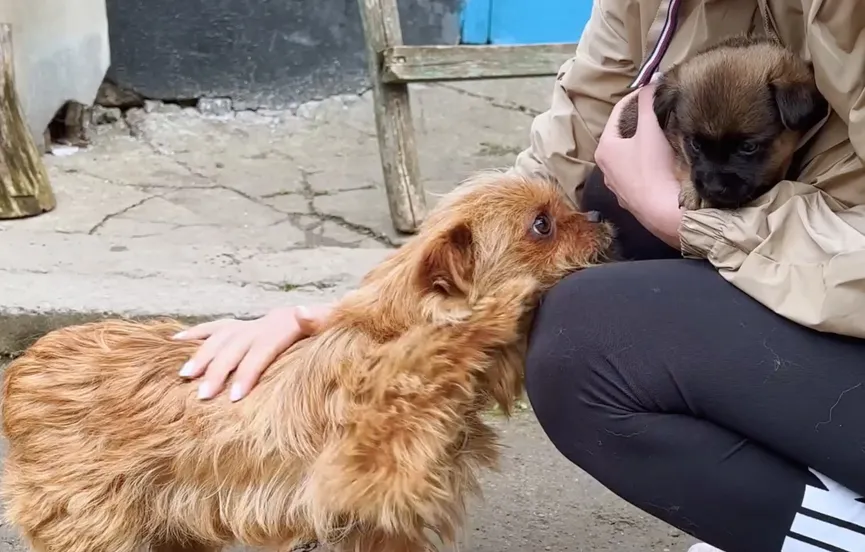 Dog On Chain Begs Rescuers Not To Take Away Her Little Puppy 3