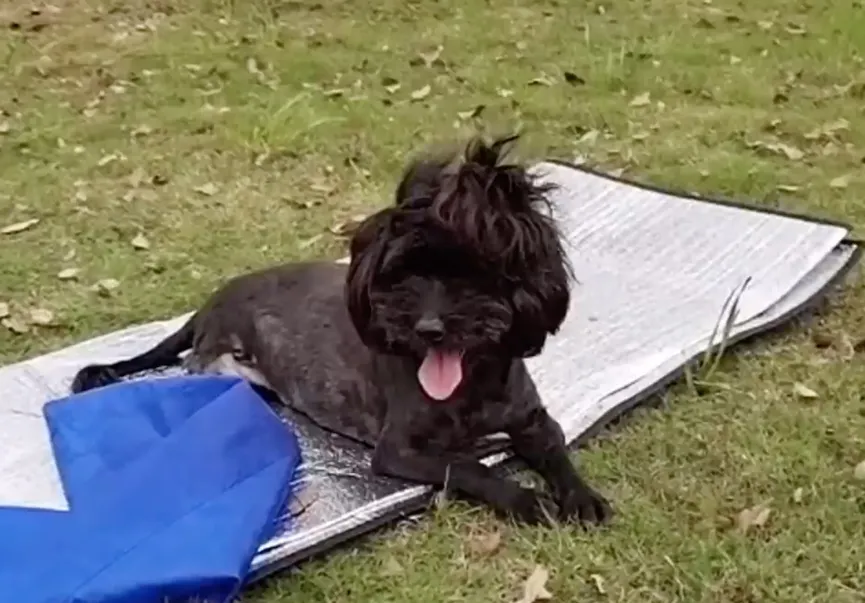 Dog With Paralyzed Leg Lies By Roadside And Cries Until Someone Comes To Help 6