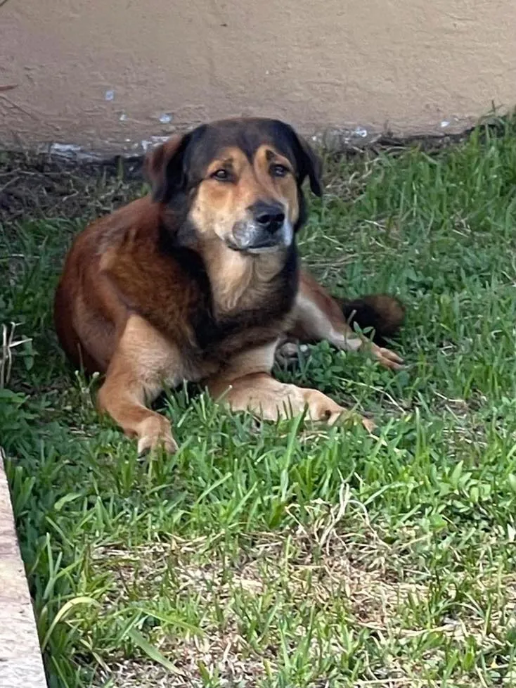 Dog waits outside owner's house for weeks - not realising they've abandoned him 3