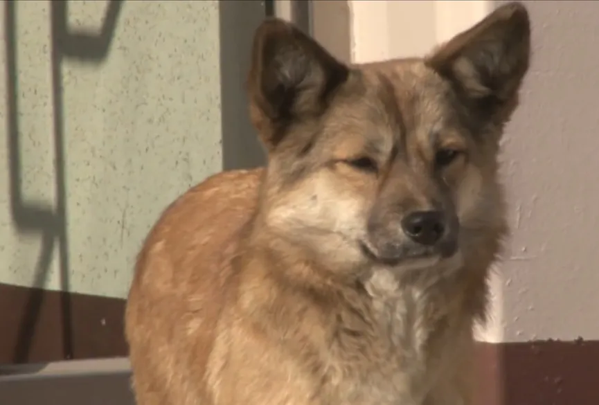 Een zwerfkat troost een achtergelaten hond terwijl hij op zijn baasje wacht 2