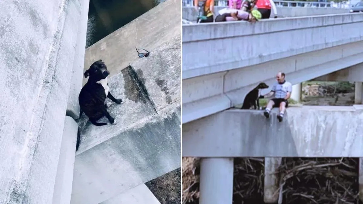 Fietsers redden een Pitbull die vastzat op een gevaarlijke plek op een brug 1