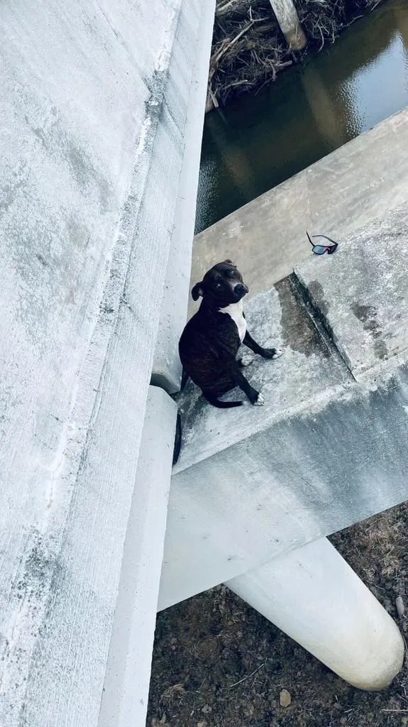 Fietsers redden een Pitbull die vastzat op een gevaarlijke plek op een brug 2