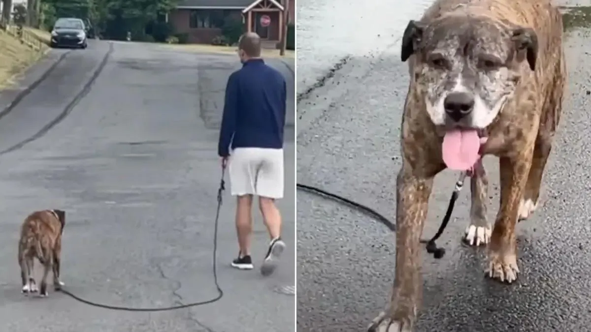 Hele buurt komt opdagen voor laatste wandeling van hond met terminale kanker 1