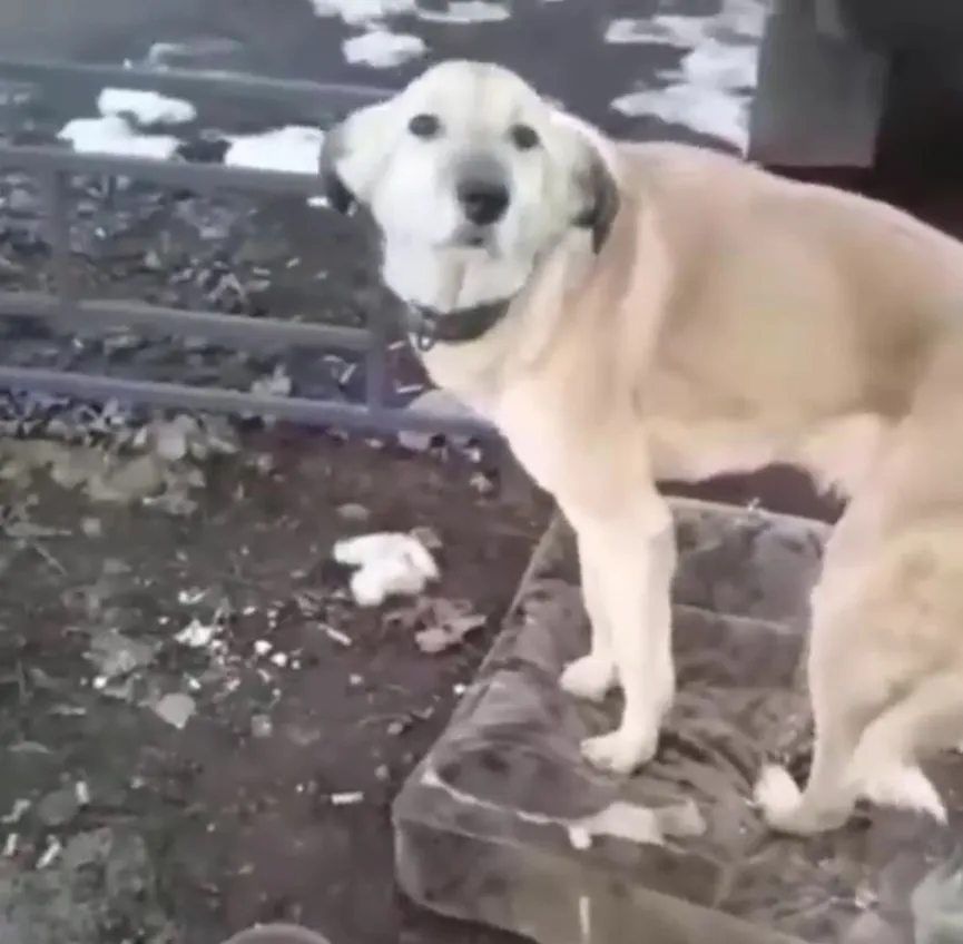 Hond achtergelaten door zijn eigenaar weigert de plek te verlaten waar hij hem voor het laatst zag 3