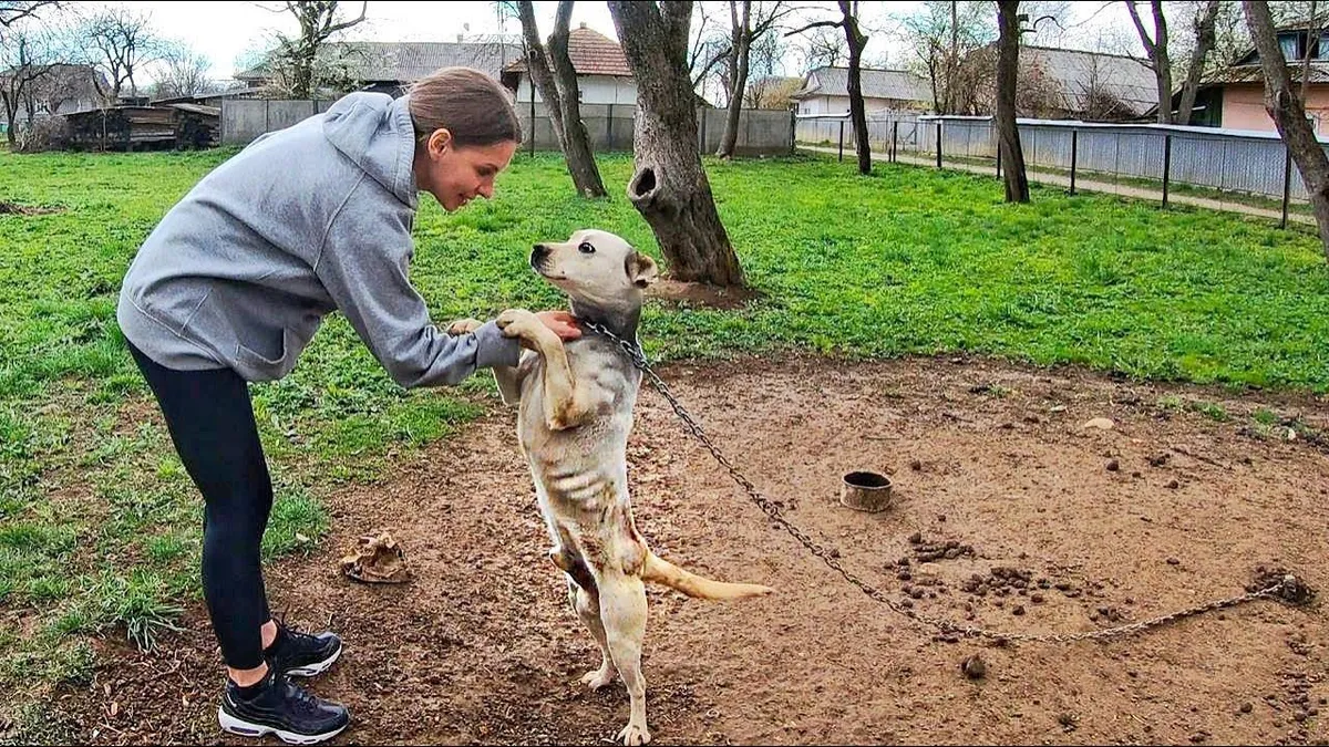 Hond zijn hele leven vastgeketeked aan zware ketting kan vreugde niet verbergen als hij zijn redder ziet 1