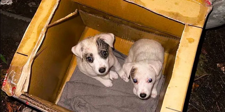 Little puppies abandoned in cardboard box next to trash can 1