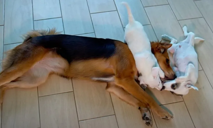 Little puppies abandoned in cardboard box next to trash can 5