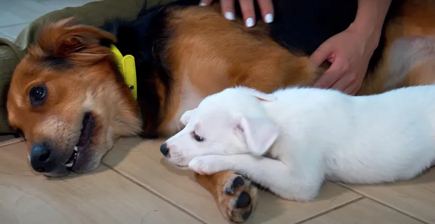 Little puppies abandoned in cardboard box next to trash can 6