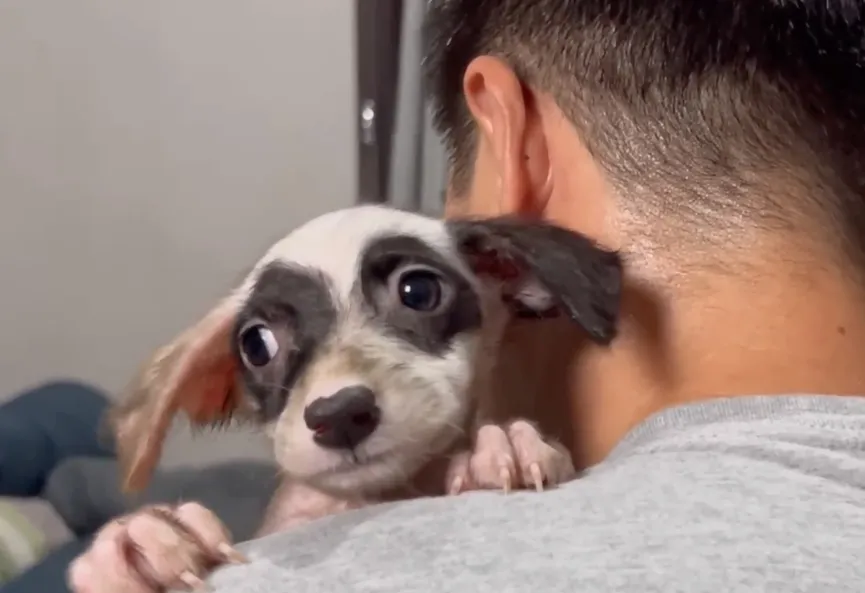 Man komt lieve zwerfpup tegen en geeft haar een gouden mandje 7