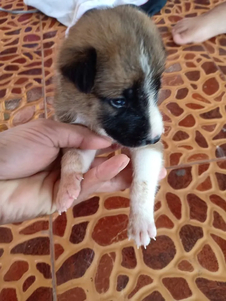 Man vindt 5 modderballen in een put en komt erachter dat het schattige puppy's zijn 7