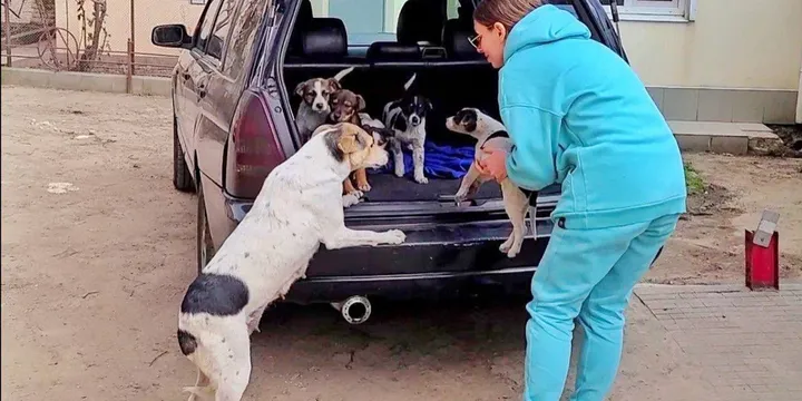 Mother dog reunited with her stolen puppies and she cries with joy 1