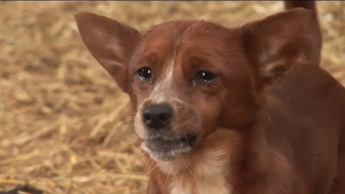 Orphan Dog Is Devastated When Separated From This 'mama' Cow Who Adopted Him As A Puppy 3