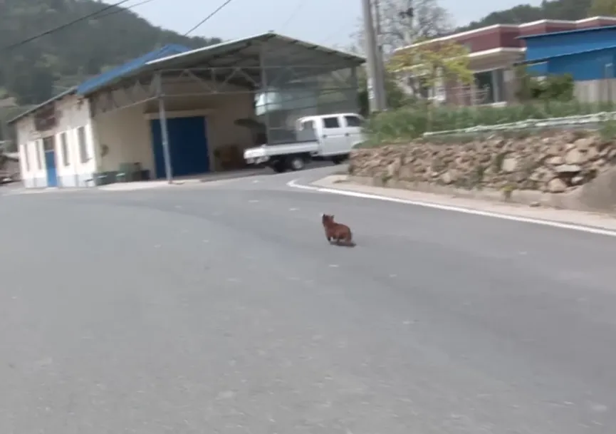 Orphan Dog Is Devastated When Separated From This 'mama' Cow Who Adopted Him As A Puppy 6