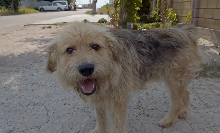 Owner sells his house and leaves dog behind 2