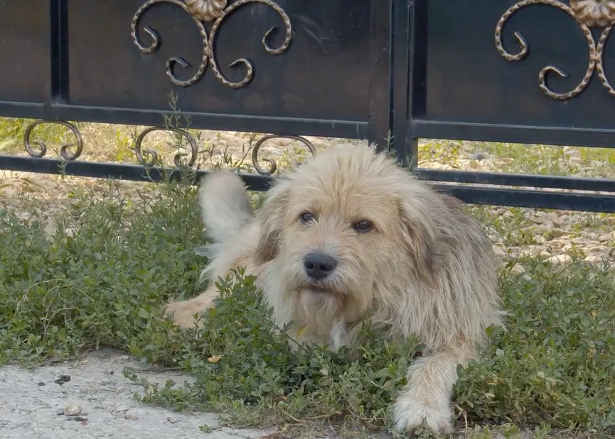 Owner sells his house and leaves dog behind 4