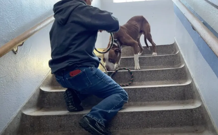 Pitbull zit dagenlang vast in een leegstaande school en stort zich in de armen van zijn redder 4