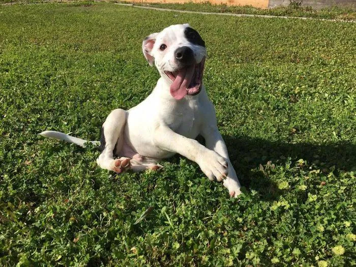 Puppy Abandoned In A Park Because He Is Different Finally Finds Owners Who Love Him As He Is 8