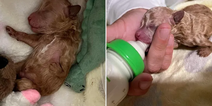 Puppy With Deformed Leg, Rejected By His Mother, Turns Into A Real Sweetheart 1