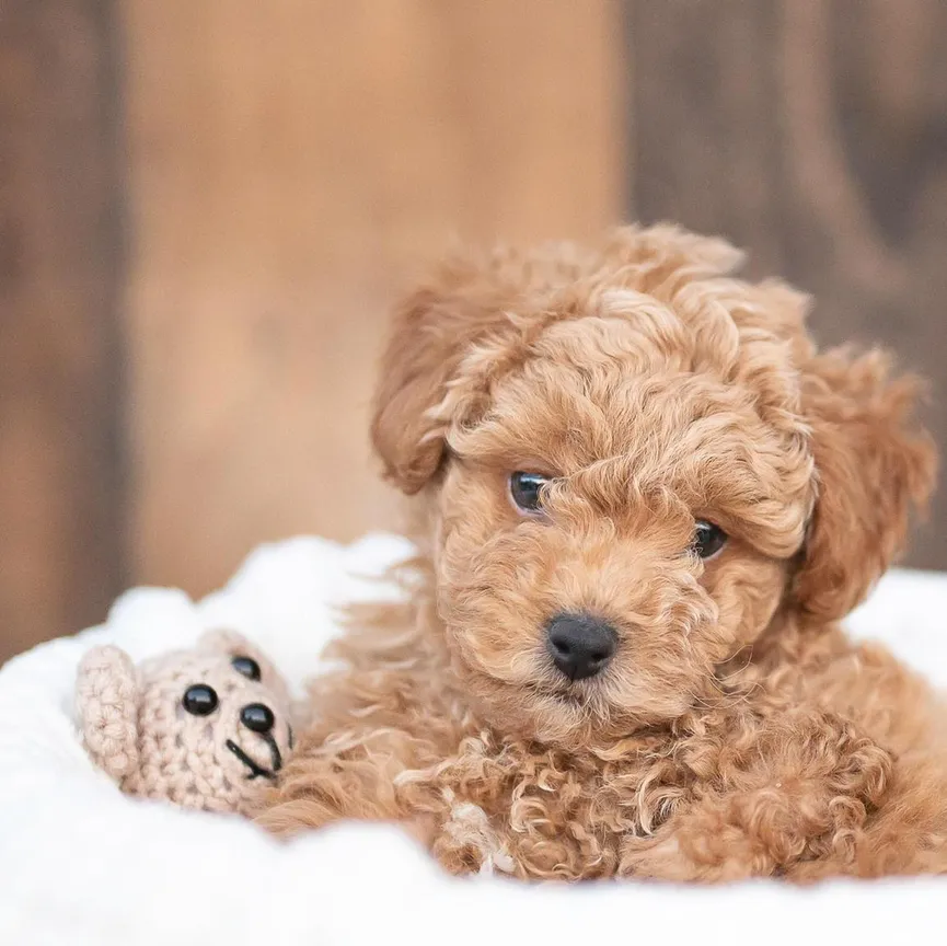 Puppy With Deformed Leg, Rejected By His Mother, Turns Into A Real Sweetheart 4