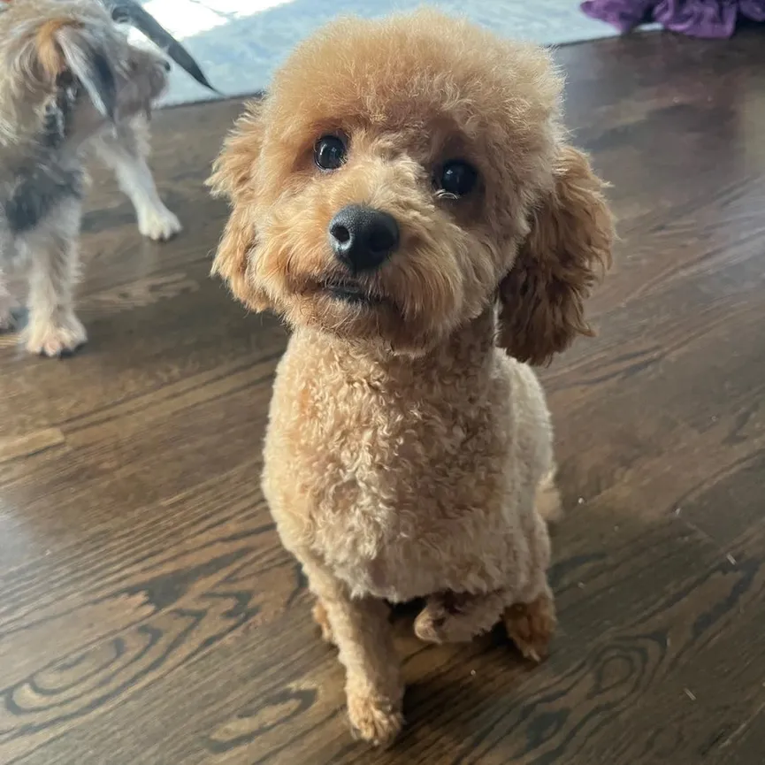 Puppy With Deformed Leg, Rejected By His Mother, Turns Into A Real Sweetheart 6