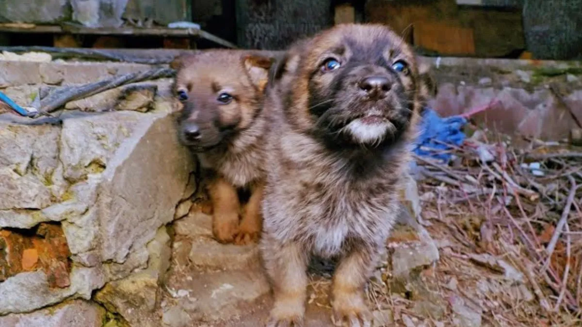 Puppy's in Oekraïne gered van strenge winter 1