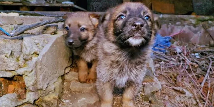 Puppy's in Oekraïne gered van strenge winter 1