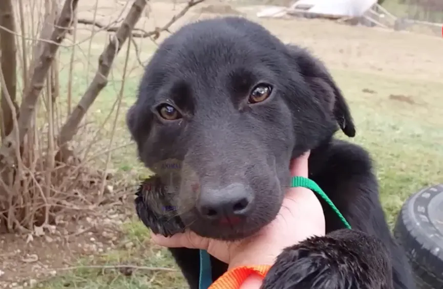 Redders vinden twee uitgehongerde puppy's naast het vuilnis en besluiten ze te helpen 6