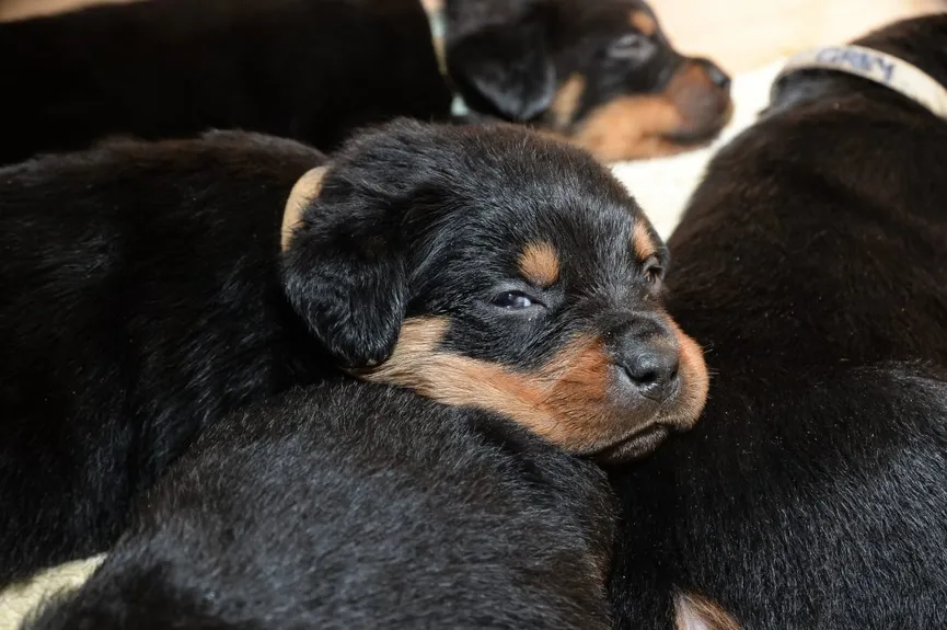 Rottweiler werpt één van de grootste nesten ooit 3