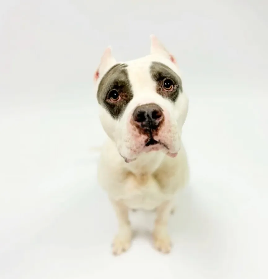 Shelter Dog Waits By The Door, Hoping Someone Will Rescue Him Before It's Too Late 3