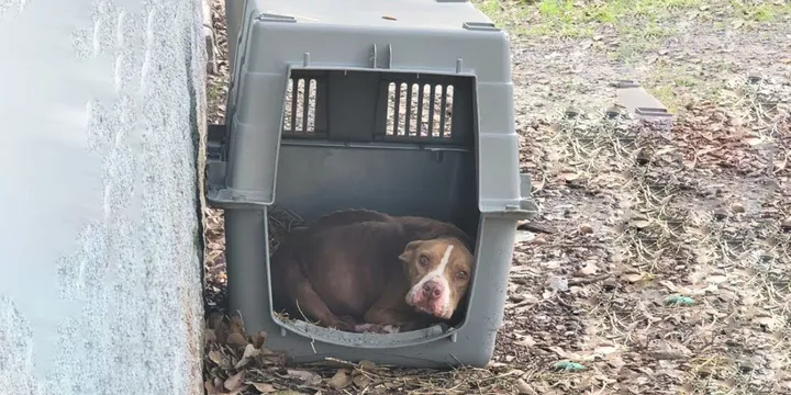 Starving Dog Ate All She Could To Stay Alive After Being Abandoned 1