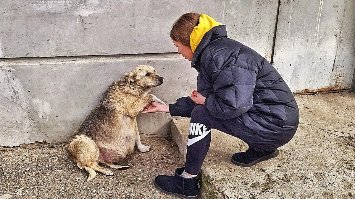 Stray dog grabs hand of rescuer and her eyes plead for help 1