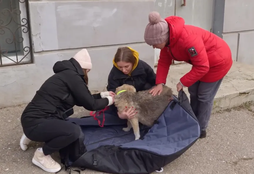 Stray dog grabs hand of rescuer and her eyes plead for help 3