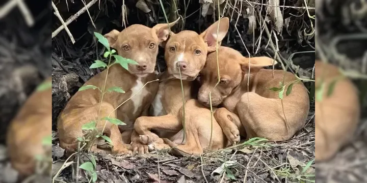 Three Puppies Abandoned In Forest Overjoyed When Someone Finally Comes To Their Rescue 1