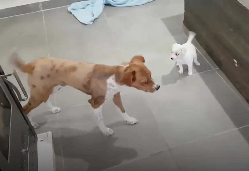 Tiny crying puppy left at supermarket overjoyed after someone helps her 6