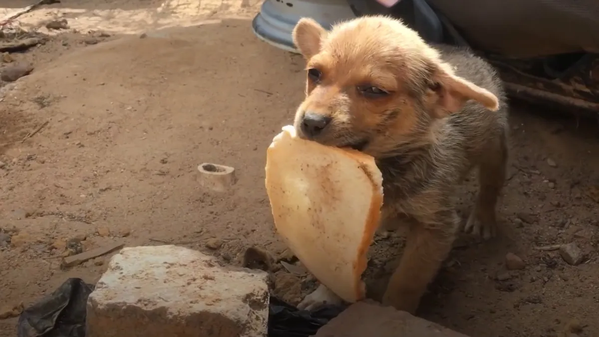 Uitgehongerde puppy geeft laatste stukje brood aan zijn redders 1