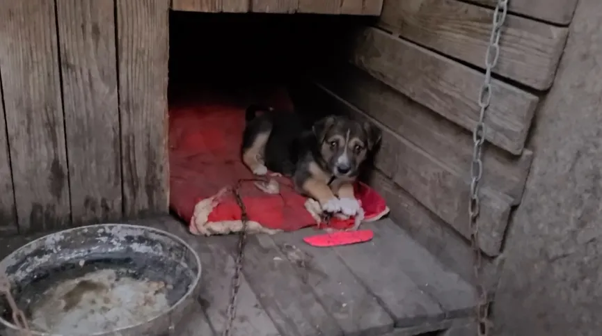 Verwaarloosd puppy die buiten werd vastgeketend krijgt een liefdevol thuis 2