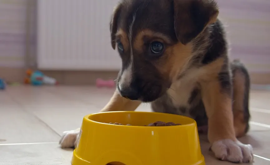 Verwaarloosd puppy die buiten werd vastgeketend krijgt een liefdevol thuis 4