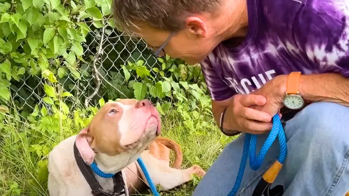 Woman Spots Sad Pit Bull Abandoned Along The Highway And Takes Quick Action 1